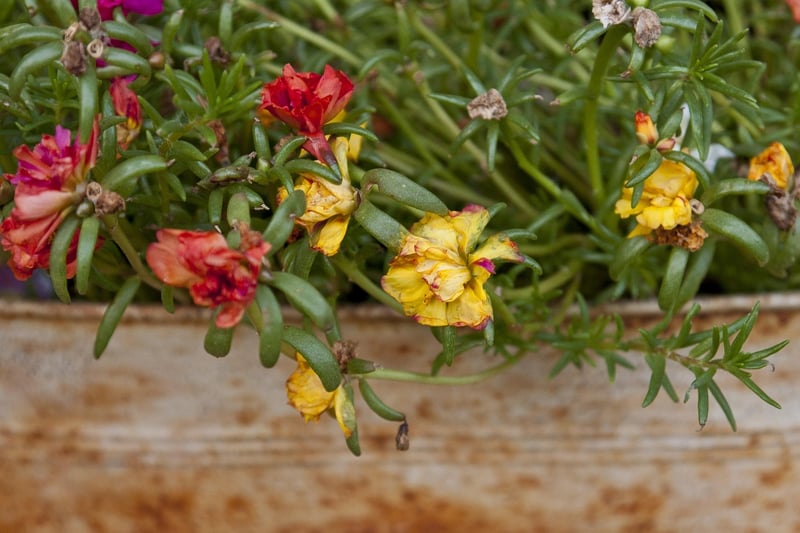 Herb Planters